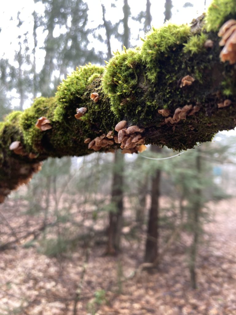 Mushrooms and bright green moss on the underside of a branch in a damp, misty wood.