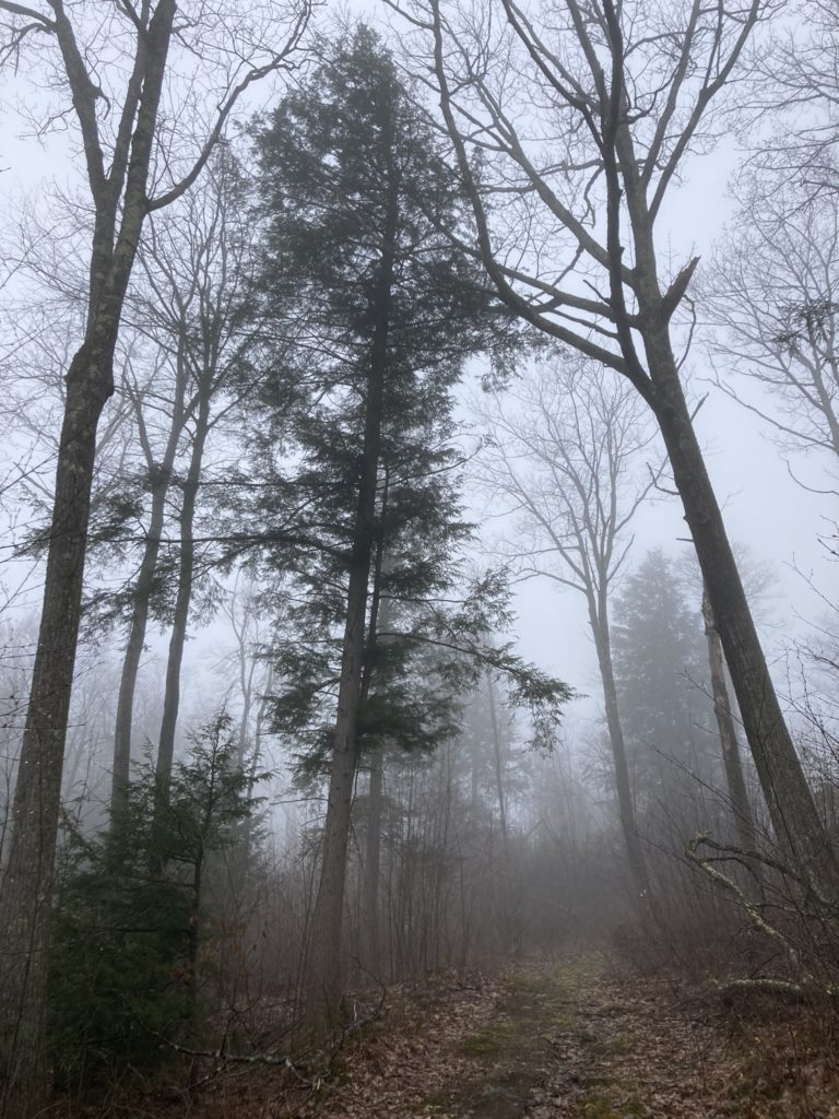 Hemlocks and hardwoods of a New England forest rise through a gloomy fog.