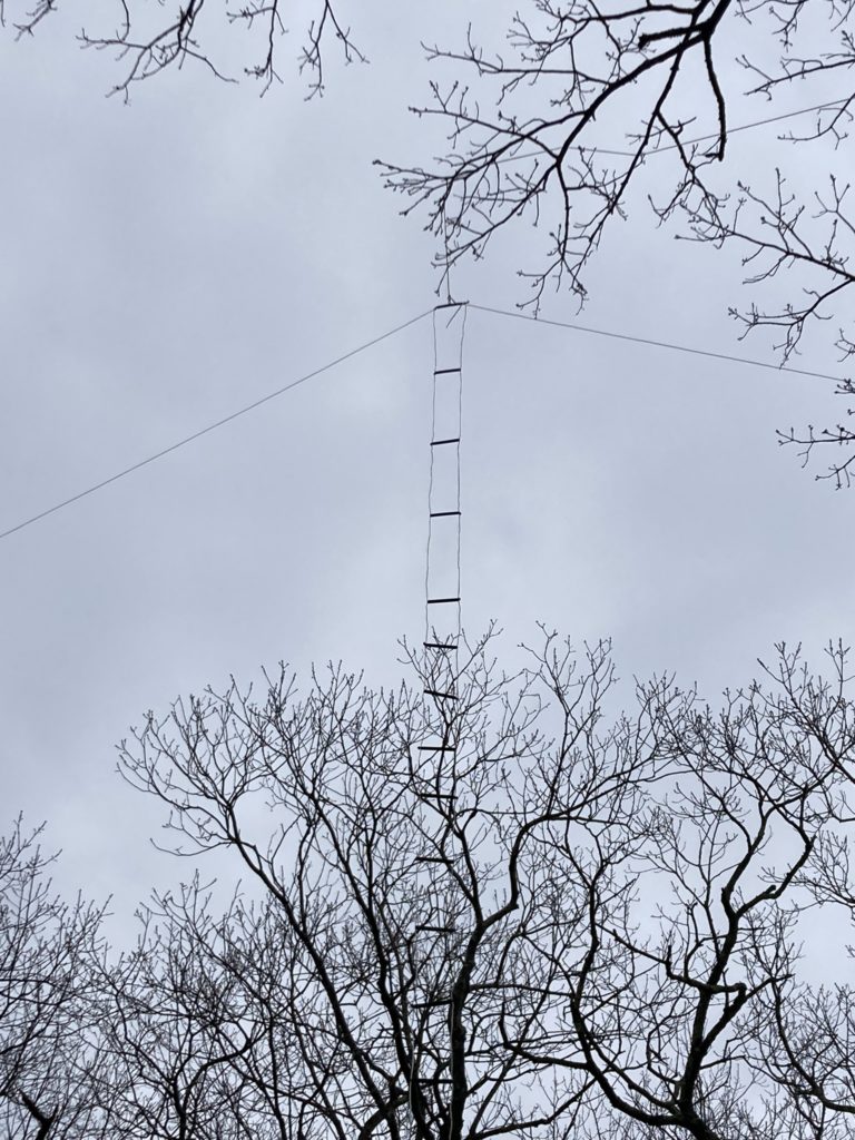 An open-wire fed, ladder line doublet hanging from a tree branch in an inverted V configuration. The spacers for the feedline are 4" fin tube insulators.  The sky behind the doublet is overcast.  The crown of an oak tree expands wildly behind the doublet.