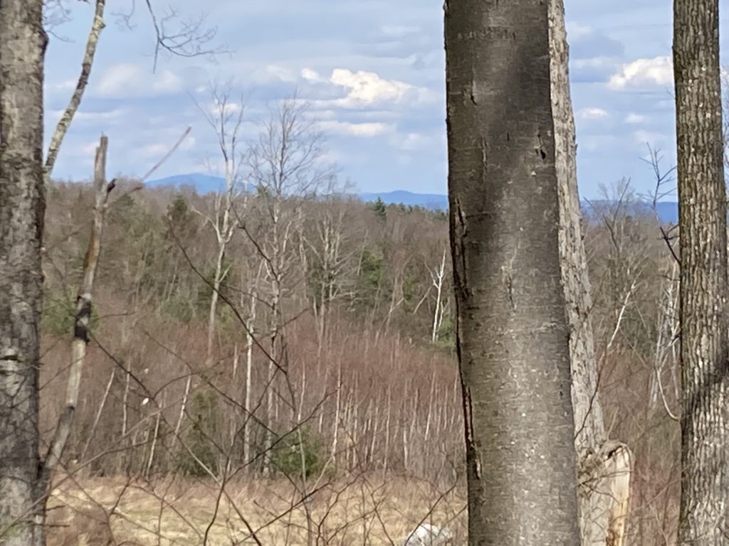 Mount Monadnock in the distance as viewed through the trees